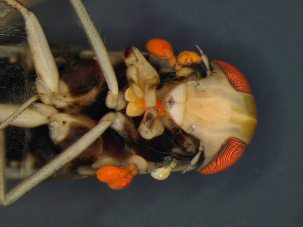 Callicorixa praeusta +